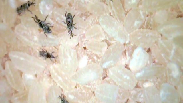 Рисовые долгоносики.mpg смотреть онлайн