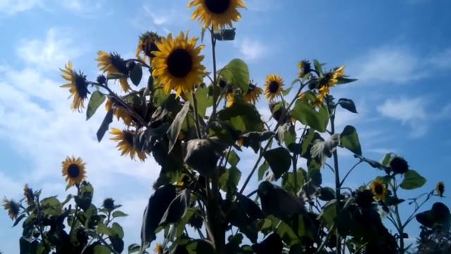 ДУРАК смотреть онлайн