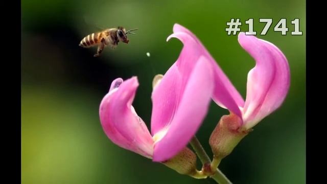 Дикая Природа в Доме