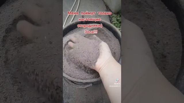 Зола дороже золота для настоящего огородника! смотреть онлайн
