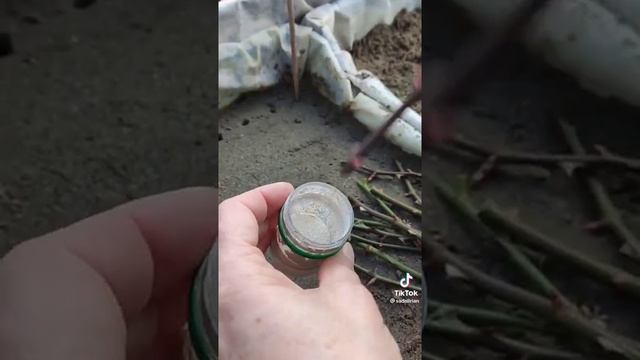 роза черенкование смотреть онлайн