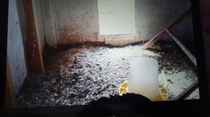 Кормление индюков от 0 и до забоя//Свиной комбикорм.