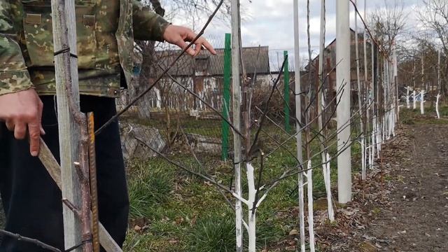 Отличие польского саженца от нашего смотреть онлайн