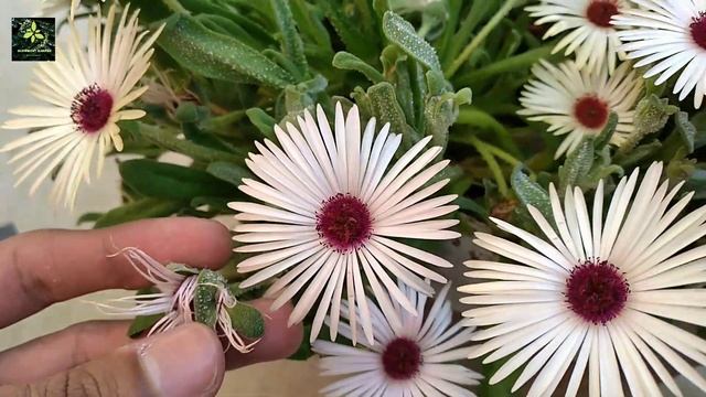 Ice plant/Mesembryanthemum care | sunlight #iceplant #Mesembryanthemum смотреть онлайн