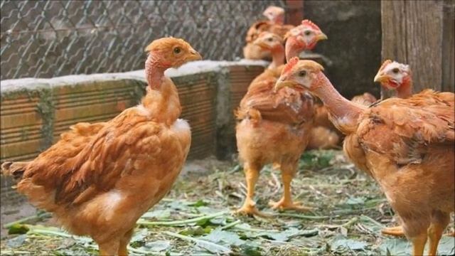 Разведение Голошейной породы кур как бизнес идея | Куры Голошейные