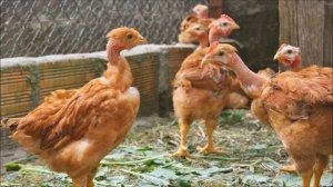 Разведение Голошейной породы кур как бизнес идея | Куры Голошейные