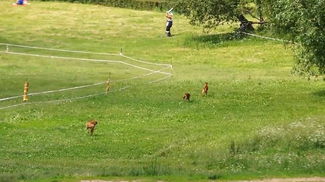 Тренировка по бегам 09.06.2013 Чирнеко дель Этна смотреть онлайн