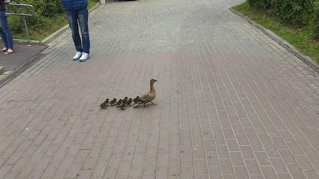 Утка с утятами переходит дорогу смотреть онлайн