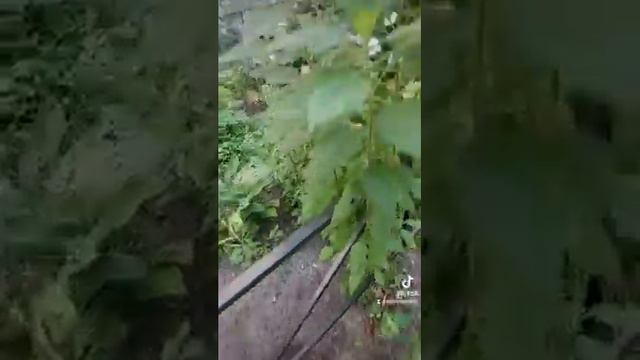 С Добрым Солнечным Цветистым Утром...Видео с ТикТок(а)...