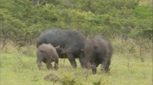 Носорог - интересные факты, животные Африки, детёныш носорога