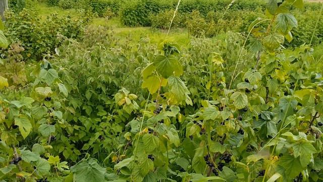 ЛАТВИЯ. ЯГОДНОЕ ХОЗЯЙСТВО. Я В ВОСТОРГЕ!!! смотреть онлайн