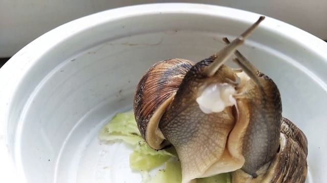 Спаривание улиток|Брачный период у улиток смотреть онлайн