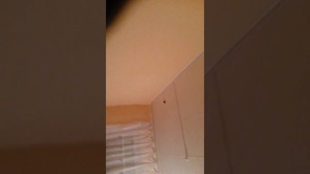 Летучая мышь и дикий смех смотреть онлайн