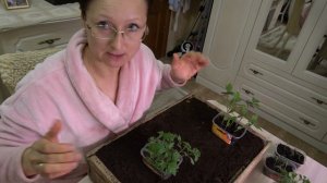 Домашнее видео. Хроника пикировки раннеспелых томатов в ящики. 1 апреля 2024 года.