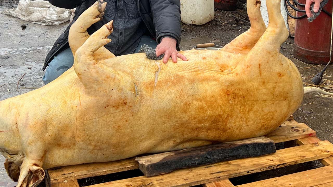 КУПИЛИ ДОМАШНЮЮ СВИНЬЮ / МЯСО НА КОСТРЕ / БЛЮДО ИЗ ЛИВЕРА