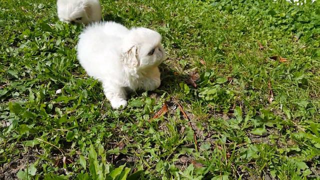 Питомник пекинесов "Савелина" - щенки продаются смотреть онлайн