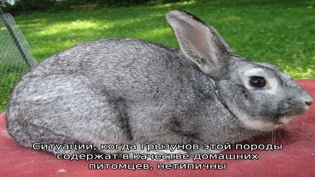 Советская шиншилла смотреть онлайн