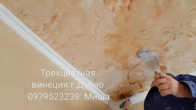 Винеция трехцветная.г.Дубно Миша 0979523238