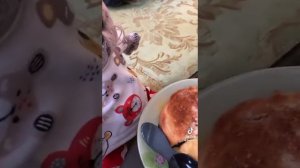 Сборник Басиков из тт(2 часть)