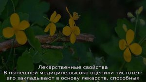 Чистотел трава: описание, свойства и применение