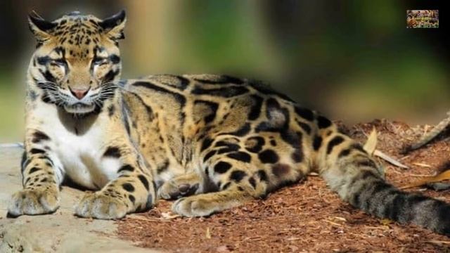Животный Мир Земли. Род дымчатые леопарды. Дымчатый леопард (Smoky leopard) смотреть онлайн