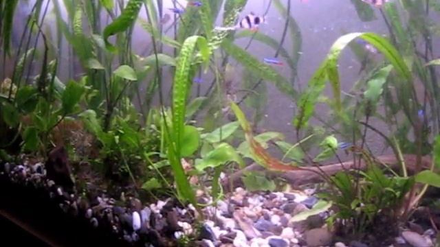 Посадка растений в аквариум