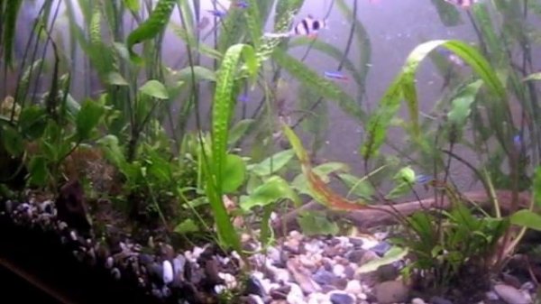 Посадка растений в аквариум