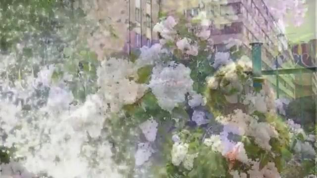 Цветет сирень у дома нашего Т Гвердцители смотреть онлайн