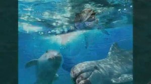 Песня про маленького дельфиненка