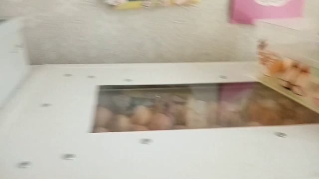 Совместная инкубация Индейки бройлера и доминанта. Жара на улице как ведут себя бройлеры и индюки. смотреть онлайн