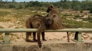 БАБУИН  - Воинственная обезьяна