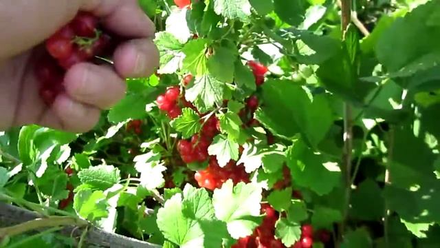 Красная смородина сорт Дана смотреть онлайн