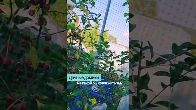 Смотрим дачи!А какой дом купил бы ты?Разные дачи! #shorts #дачнаяжизнь #сад #огород #жизнь #живу смотреть онлайн