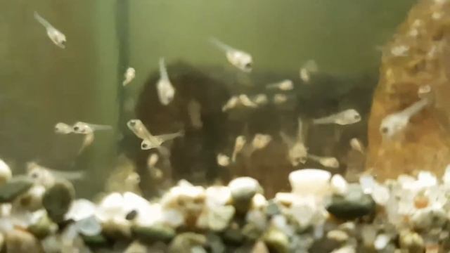 Пара цихлозом фламинго с мальками. Семейная жизнь цихлид. Цихлида фламинго и мальки. (1 день). смотреть онлайн