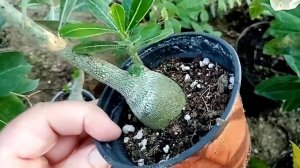 Комнатные цветы. Цветущие и компания.