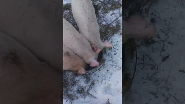 Каша для свиней.Варим поросятам смотреть онлайн