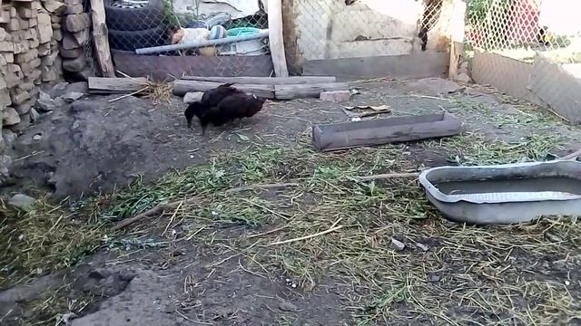 Утки "Каюга" смотреть онлайн