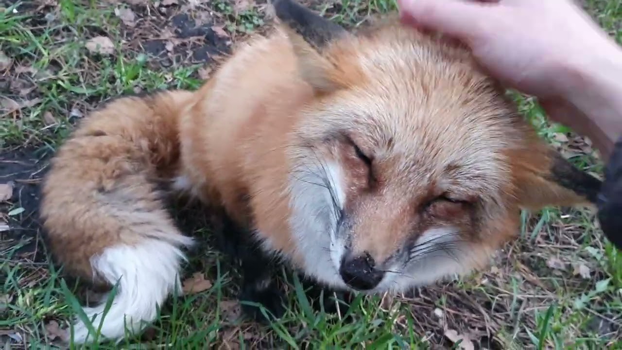 Сырники [Лиса Алиса, Alice the Fox, лисы, собаки, животные, милота] смотреть онлайн