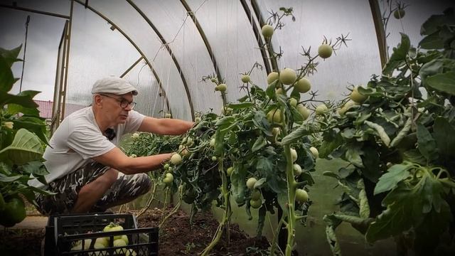 ТОМАТЫ КАТЯ, ПОМИДОРЫ, ТОМАТЫ СОРТ КАТЯ F1, УБИРАЮ с КУСТА КРУПНЯК/ЖИВУ на СЕЛЕ*СЕЛЯНИН смотреть онлайн