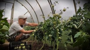 ТОМАТЫ КАТЯ, ПОМИДОРЫ, ТОМАТЫ СОРТ КАТЯ F1, УБИРАЮ с КУСТА КРУПНЯК/ЖИВУ на СЕЛЕ*СЕЛЯНИН