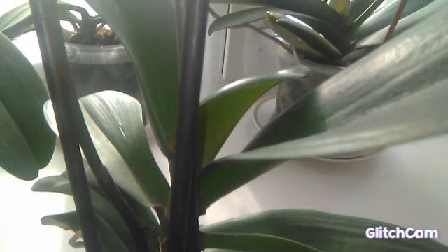 Обзор Орхидей Биг Лип Сакура.. Африканский закат .. смотреть онлайн