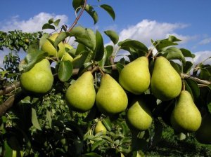 Как перезимовала груша Маршал Жуков