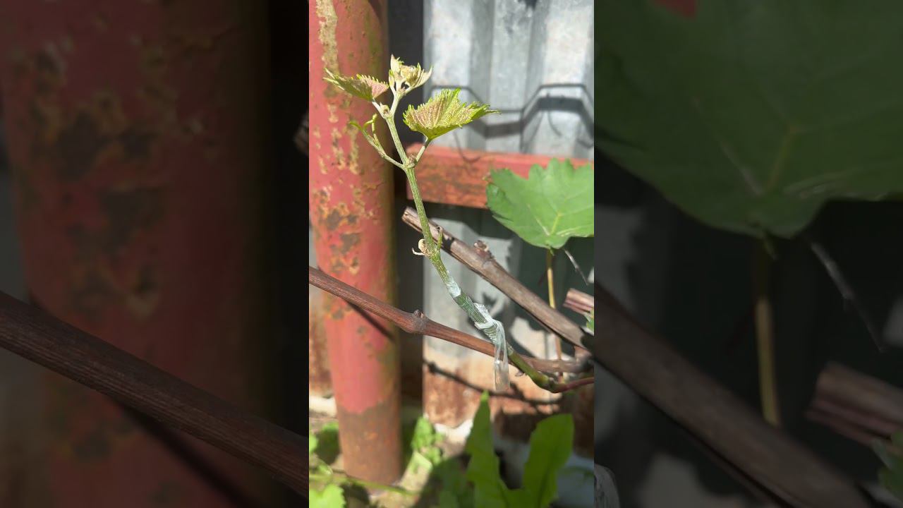 Зеленая прививка винограда коронкой, смотреть онлайн