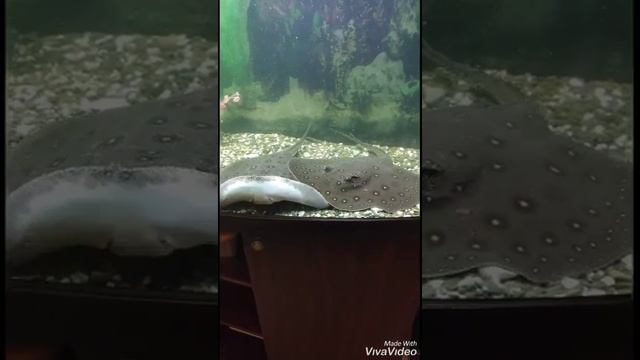 Аквариумы люкс Нижнекамск телефон 8 917 884 09 59 смотреть онлайн
