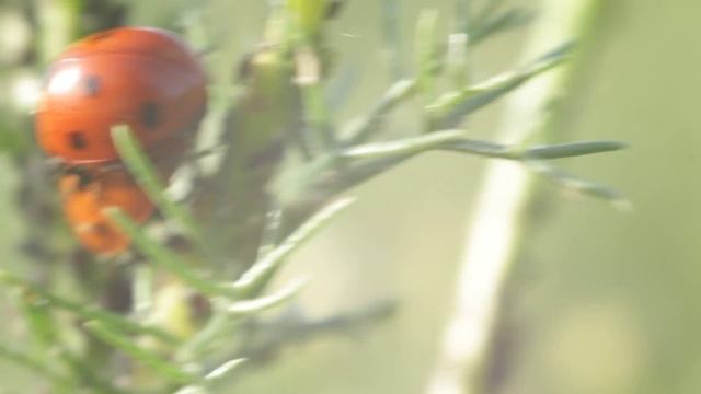 Макро видео с рук Coccinellidae или размножение божьих коровок смотреть онлайн