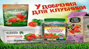 Особенности применения азофоски для подкормки клубники