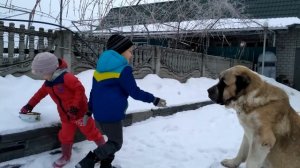 Алабай и дети. Алабай играет и ест с рук у детей. Kids feeding a big dog.