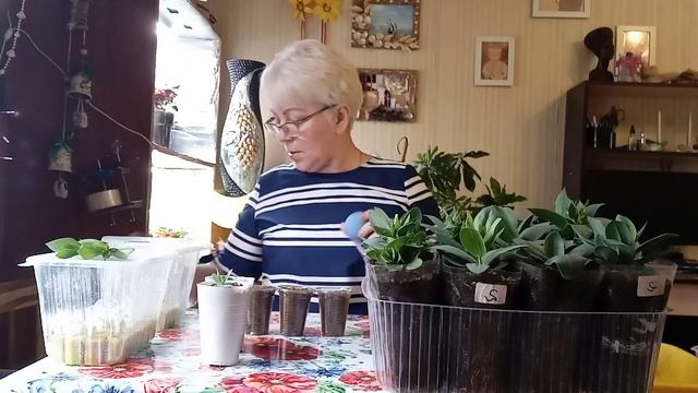 Эустома. Сеять или не сеять? смотреть онлайн