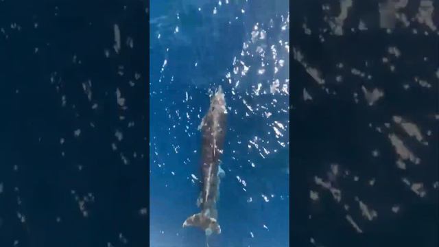 Греция 2022год Дельфины сопровождают корабль на Афон#греция смотреть онлайн