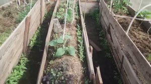 ДЫНИ в Ленинградской области ФОРМИРОВАНИЕ и УХОД